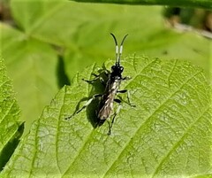 Ichneumon deliratorius