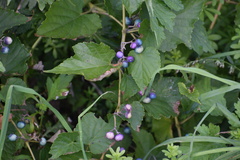 Ampelopsis glandulosa