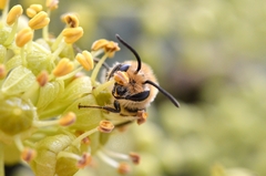 Colletes hederae