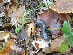 Ambystoma 'unisexual complex'
