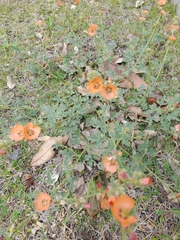 Sphaeralcea cordobensis
