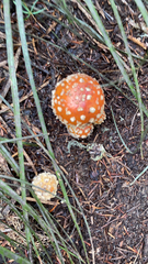 Amanita muscaria