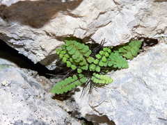 Asplenium petrarchae