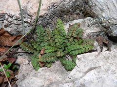 Asplenium petrarchae