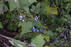 Ampelopsis glandulosa