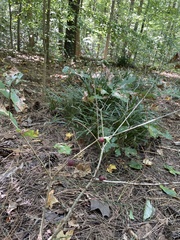 Disholcaspis globosa