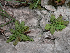 Asplenium petrarchae