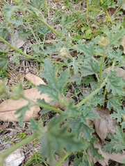Sphaeralcea cordobensis