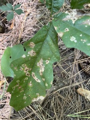 Disholcaspis globosa