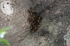 Polistes rothneyi