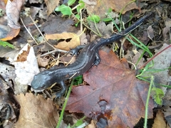 Ambystoma 'unisexual complex'