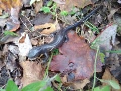 Ambystoma 'unisexual complex'