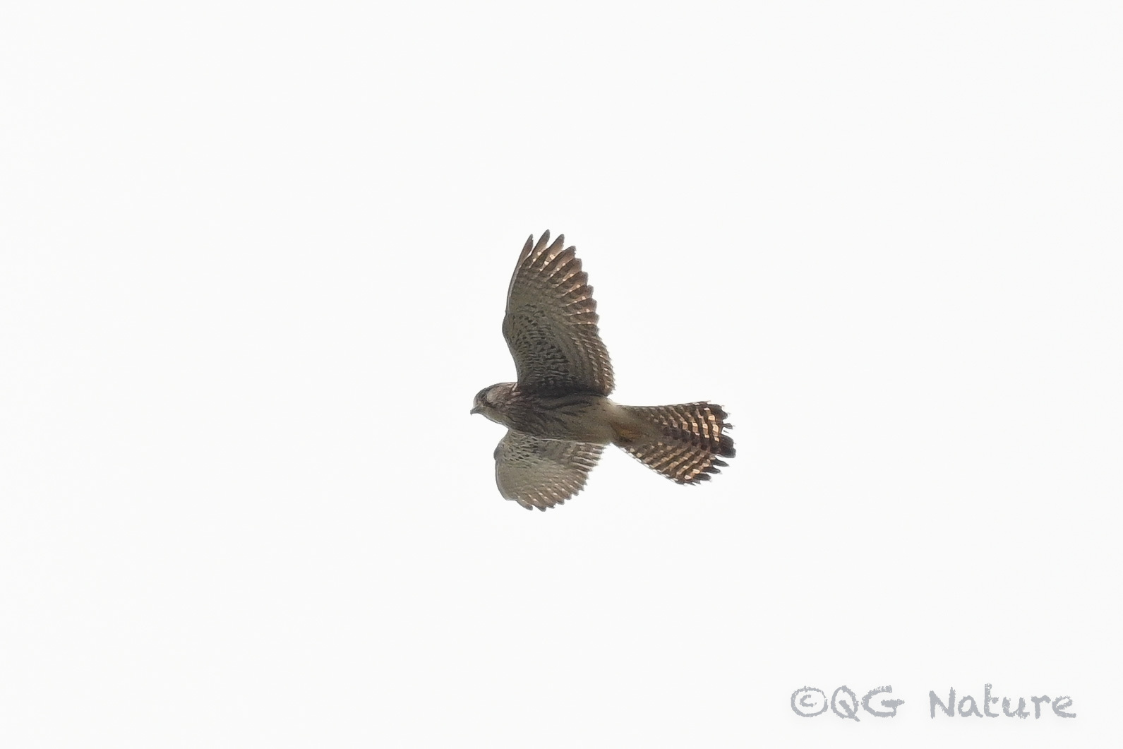 Common Kestrel