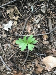 Hydrophyllum virginianum