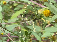 Bidens frondosa