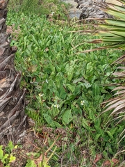 Anemopsis californica