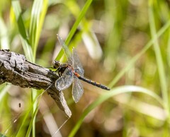 Leucorrhinia rubicunda