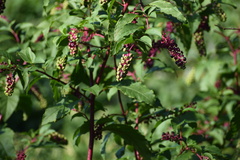 Phytolacca americana