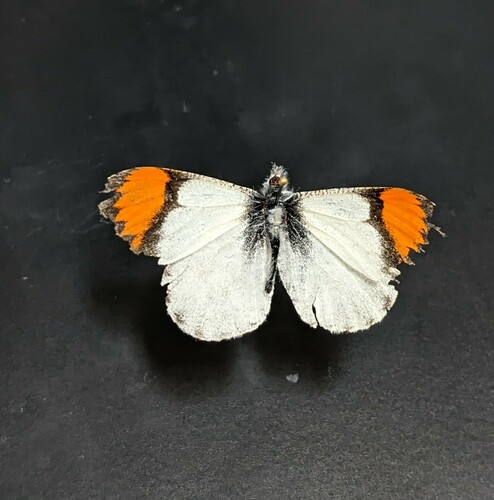 iNaturalist observation photo of Sara Orangetip