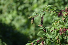 Phytolacca americana
