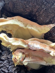 Laetiporus gilbertsonii