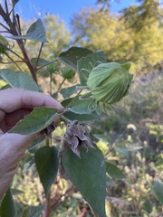 Hibiscus lasiocarpos