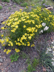Senecio bahioides
