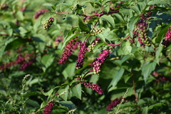 Phytolacca americana
