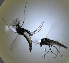 Chironomoidea