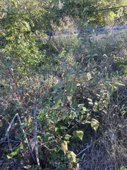 Hibiscus lasiocarpos