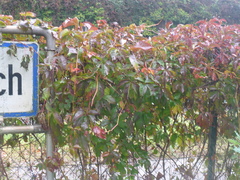 Parthenocissus inserta