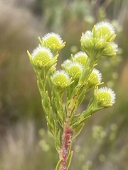 Brunia paleacea