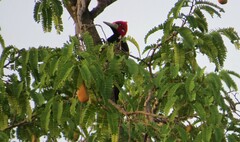 Campephilus melanoleucos