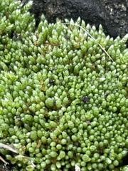 Bryum argenteum