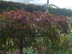 Parthenocissus inserta