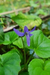 Viola riviniana