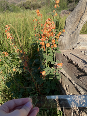 Sphaeralcea ambigua