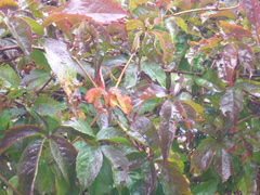 Parthenocissus inserta