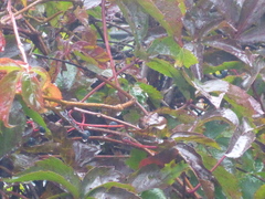 Parthenocissus inserta