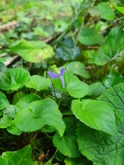 Viola riviniana
