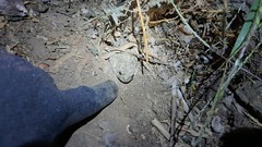 Bufotes viridis balearicus