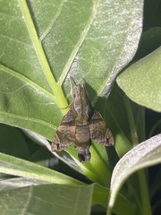 Macroglossum pyrrhosticta
