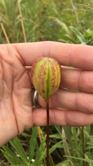 Lilieae