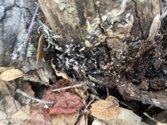 Xylaria hypoxylon