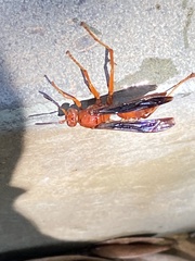 Polistes carolina