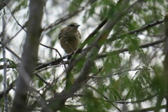 Myrmorchilus strigilatus