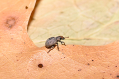 Foucartia squamulata