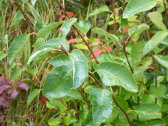 Magnoliopsida
