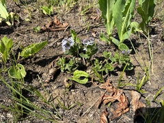 Pentanisia prunelloides