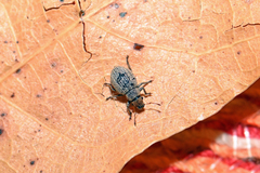 Foucartia squamulata